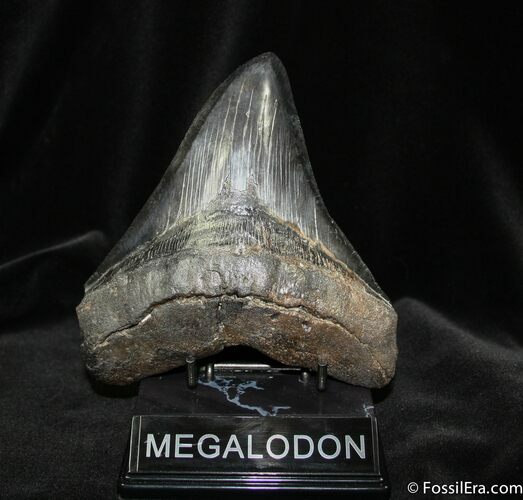 Serrated Beauty - Megalodon Tooth #705